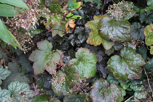 Oct13_heuchera