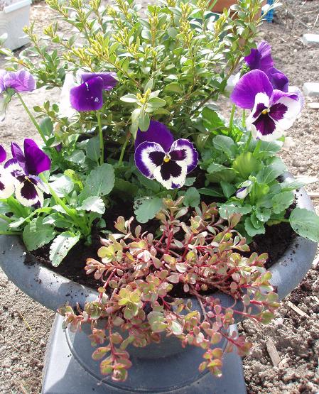 Apr28_pansies