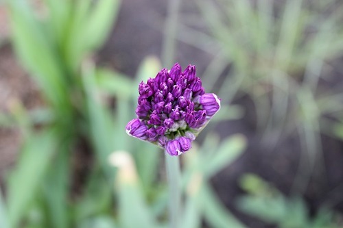 May17_allium