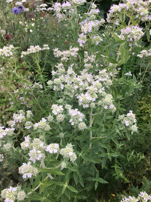 mountainmint1