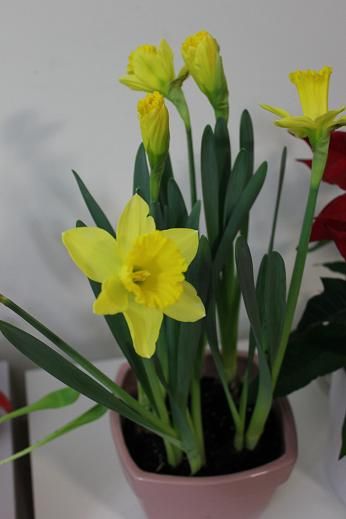 narcissus_jan30