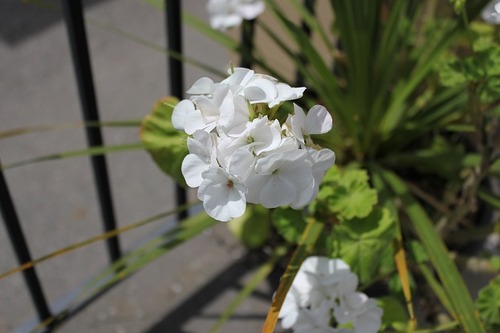 July27_pelargoniumWhite