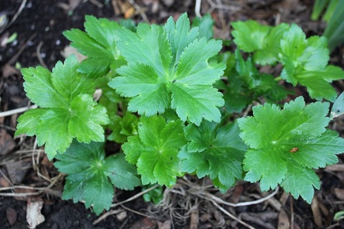 May10_astrantiaSob