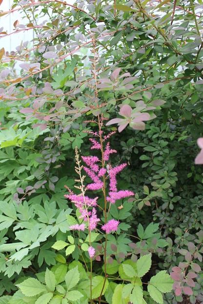 June27_astilbe1