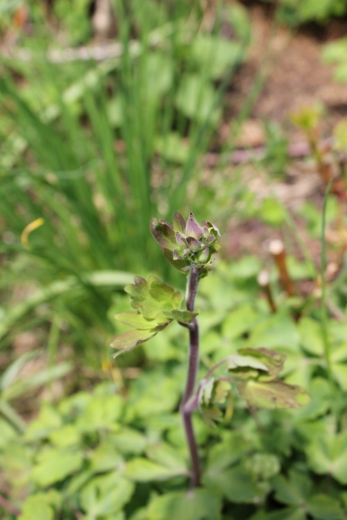 May13_aquilegia