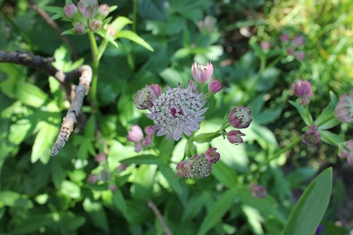 June20_astrantiaRC1