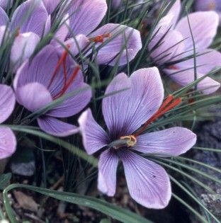 Crocus sativus Fall Flowering Bulb