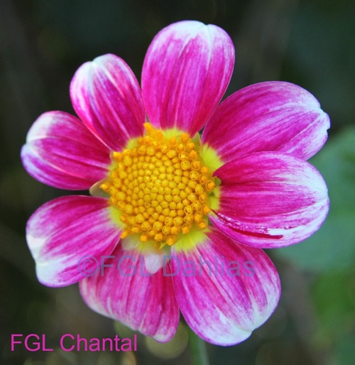 FGL Chantal