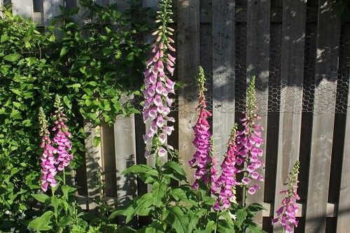 June22_digitalis1