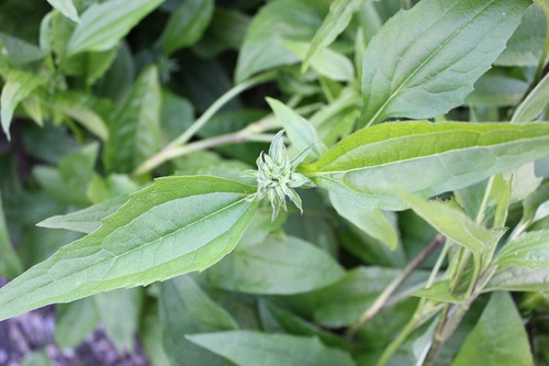 June13_echinacea