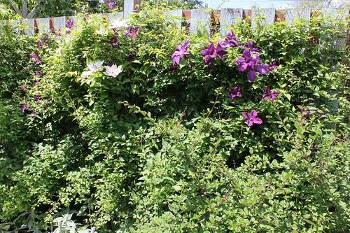 June14_clematiswall