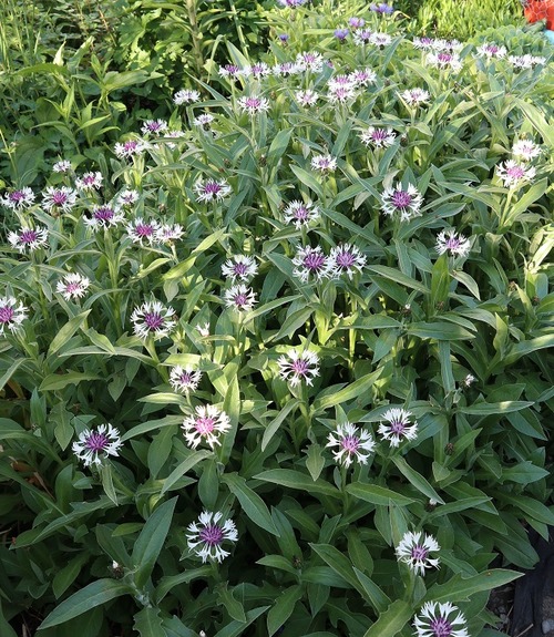 May30 (11)