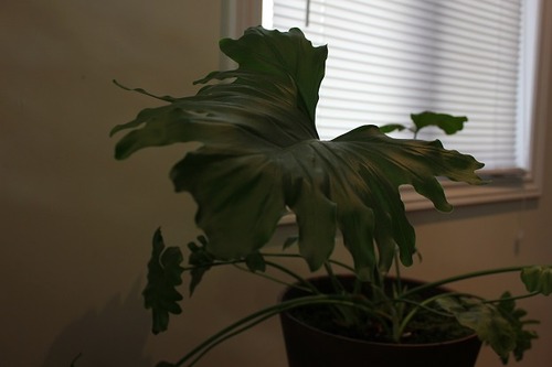 Feb21_Philodendron