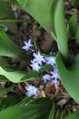 May3_gos2