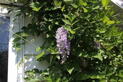 June22_wisteria