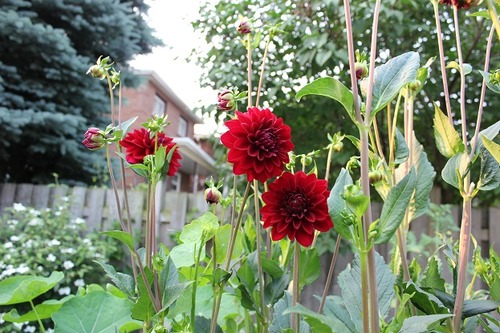 July5_dan