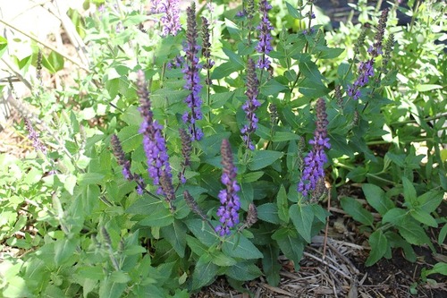 June22_salvia