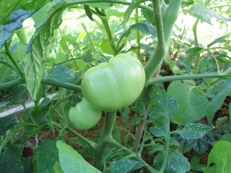 June23_tomato