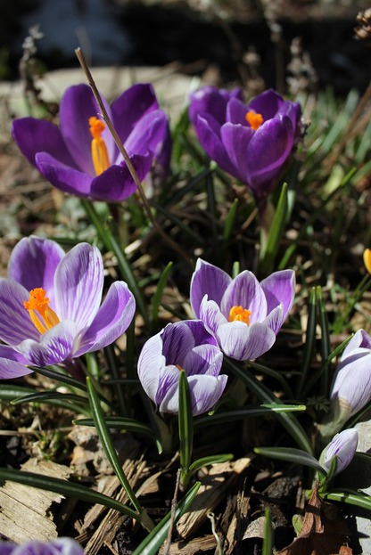 March26_crocuses4