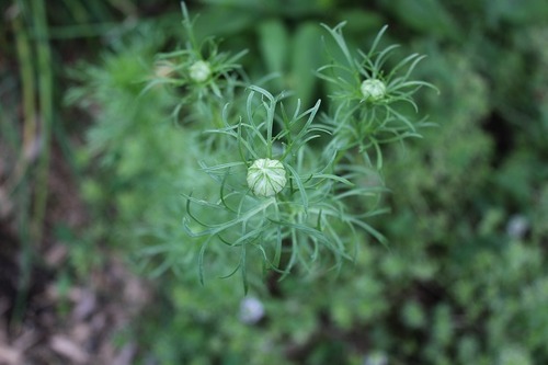 July10_nigella