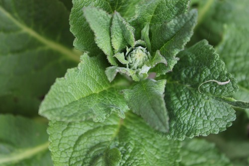 May27_digitalis