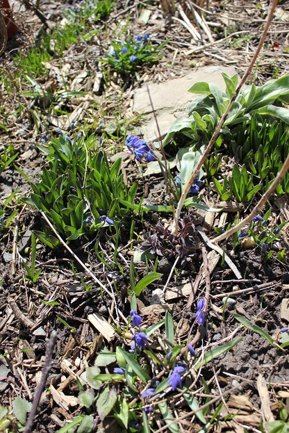 Apr9_scilla2
