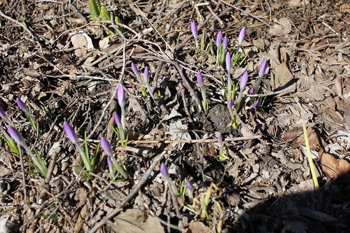 March19_FcrocusP1