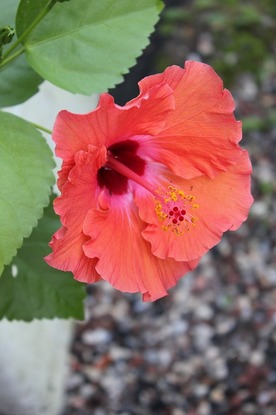 Sept4_hibiscus