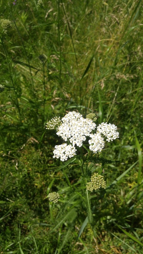July8_Kortright (11)