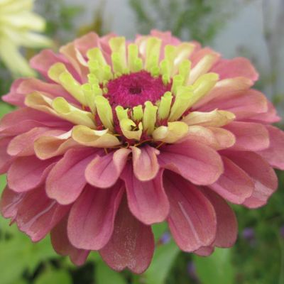 zinnia_queen_red_lime