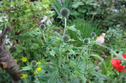 July5_echinops