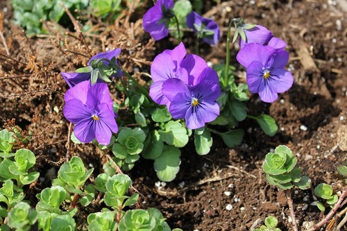 May7_viola