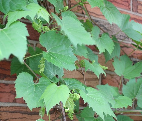 June5_grapes