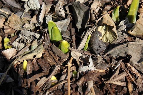 March19_daff