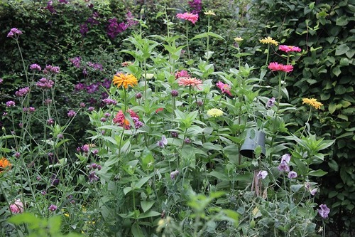 Sept10_zinnias