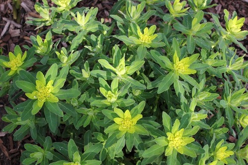 May10_euphorbia1