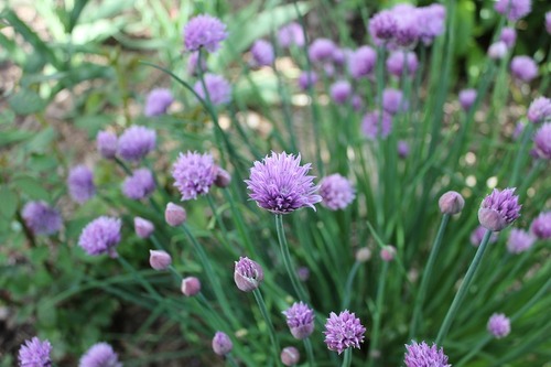 June5_chives