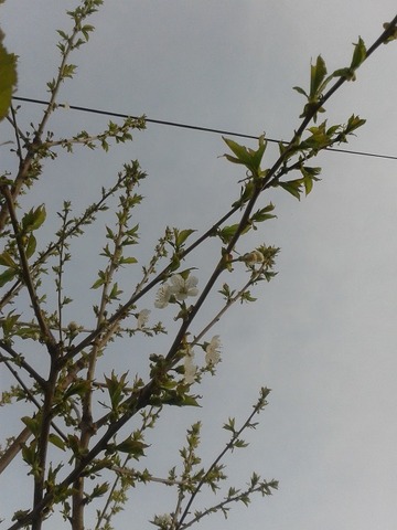 May13_cherrytree2