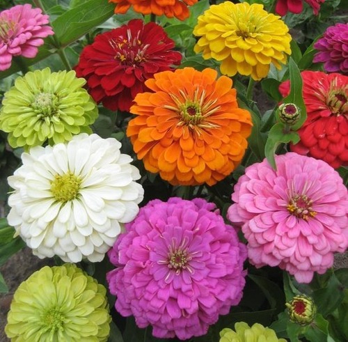 ZINNIA  SUPER YOGA