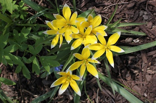 May13_ttarda