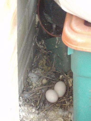 pigeon_eggs_s