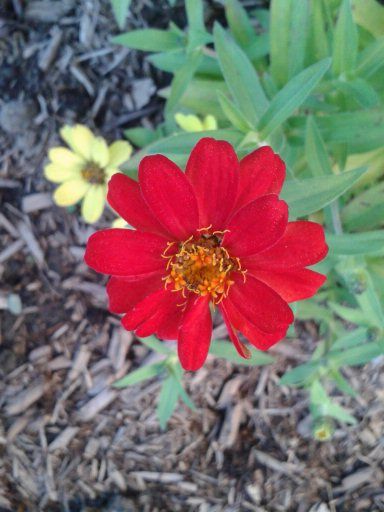 Oct8_zinnia