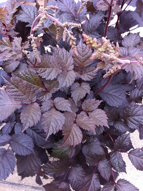 Astilbe-Chocolate-Shogun