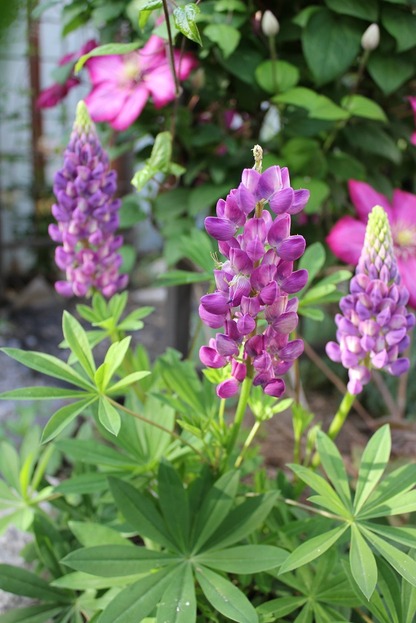 June13_lupin