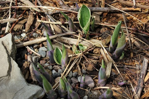 May7_hosta1