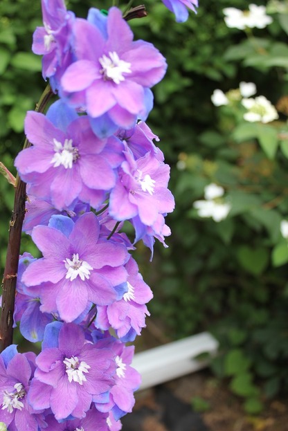 Aug31_delphinium