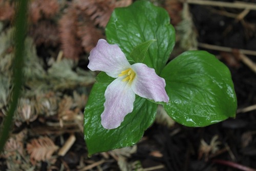 May21_trillium