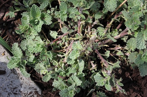 May7_nwr1