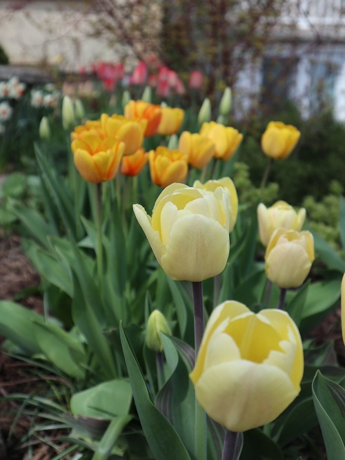May11 (1)