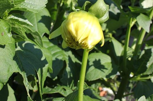 Aug25_dahlia